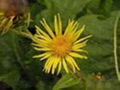 Inula helinum L. Extract