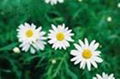 Tanacetum parthenium (L.) Sch-Bup