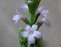 Verbena officinalis L. Extract 1