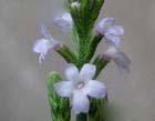 Verbena officinalis L. Extract