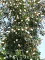 Melaleuca alternifolia Extract