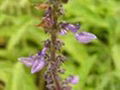 Coleus forskohlii (Willd.) Briq. Extract