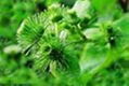 Arctium lappa L. Extract 