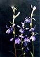 Lobelia inflata L. Extract  1