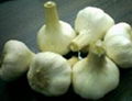 garlic 1