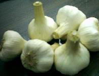 garlic