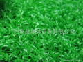 artificial grass 1