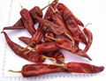 dried spcie of chilli 2