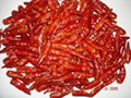 dried spcie of chilli 3