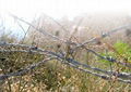 barbed wire  3