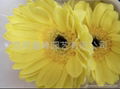 gerbera 1