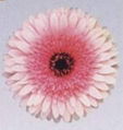 gerbera 2