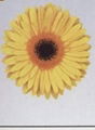 gerbera 3