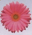 gerbera 4