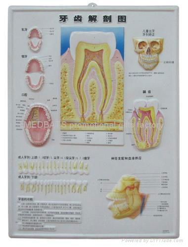 sell medical charts ,medical gifts,promotional gifts