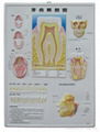 sell medical charts ,medical gifts,promotional gifts 1