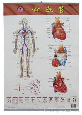 sell medical charts ,medical gifts,promotional gifts 2