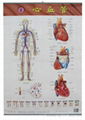 sell medical charts ,medical gifts,promotional gifts 2