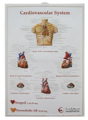 sell medical charts ,medical gifts,promotional gifts 3