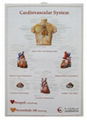 sell medical charts ,medical gifts,promotional gifts 3