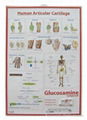 sell medical charts ,medical gifts,promotional gifts 4