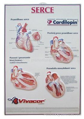 sell medical charts ,medical gifts,promotional gifts 5