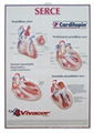 sell medical charts ,medical gifts,promotional gifts 5