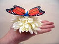 Plam Butterfly