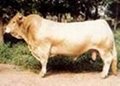 胆固醇含量低的营养食品——鲁西黄牛