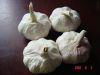 white garlic