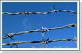 barbed wire 2