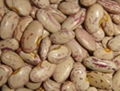 Kidney Beans 1