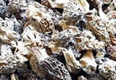 Dried morel ( morchella conica)