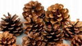 Pine Cone