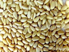 Pine Nut Kernel