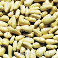 pine nut