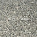 Peafowl Green granite G391 tiles,slates,vanity tops,tombstone 3