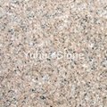 MengShan Flower granite G376 tiles,slabs,vanity tops,tombstone 5