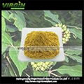 Siberian Ginseng Extract  1