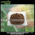 Corn Stigma  Extract