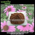 Echinacea Purpurea  Extract