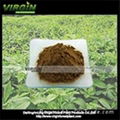 Gynostemma Pentaphylium  Extract 1