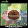 Grape Seed Extract  1