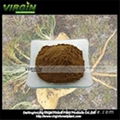 Maca Extract