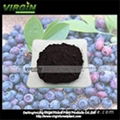 Blueberry Anthocyanin