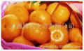 Nanfeng tangerine,mandarin orange 1