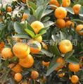 Nanfeng tangerine,mandarin orange 2