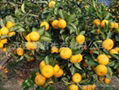 Nanfeng tangerine,mandarin orange 3