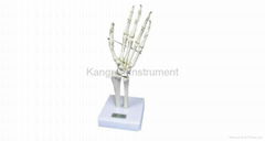 Life-size Hand Joint  Model