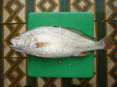 SELL WHITE CROAKER